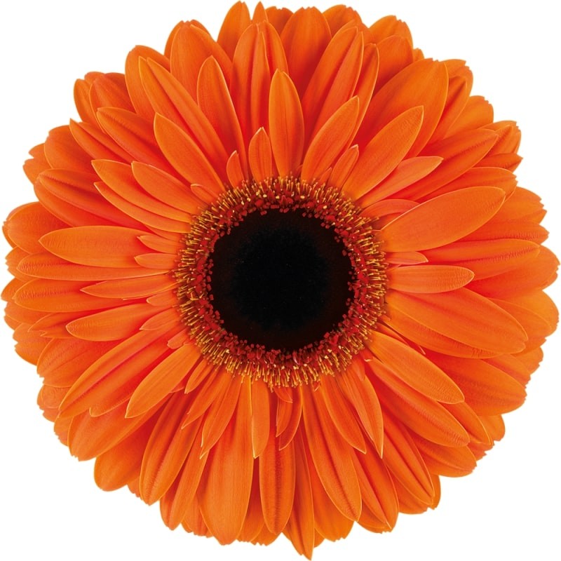 Ge Gr Dutch Pride 45 A1 Florein NL buy wholesale on M-Flowers