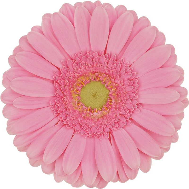 Ge Gr Glossy 45 A1 Decorum NL comprar al por mayor en M-Flowers