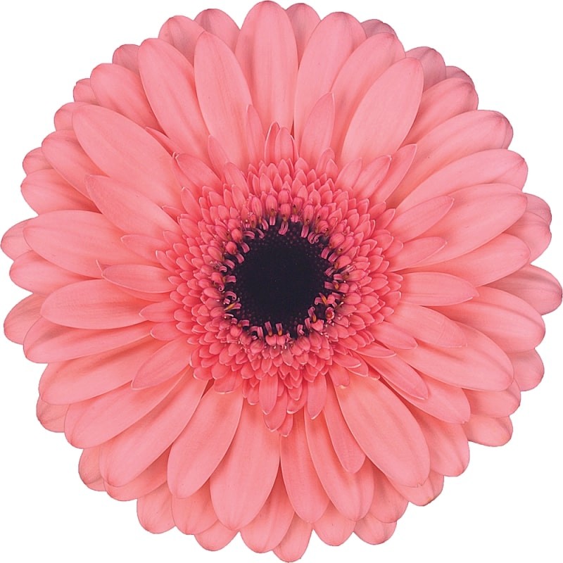 Ge Gr Scala pink 45 A1 Florein Netherlands buy wholesale on M-Flowers