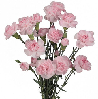 Spray Carnation Pink pink 65 A1 QUALIFERUS Russia comprar al por mayor en M-Flowers