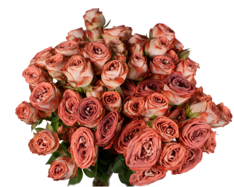 Spray roses Media 40 A1 FRESH EXCHANGE FZCO KE comprar al por mayor en M-Flowers