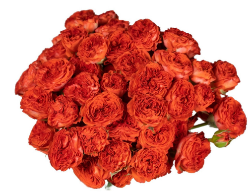 Garden Spray Rose Hero 40 A1 FRESH EXCHANGE FZCO KE comprar al por mayor en M-Flowers