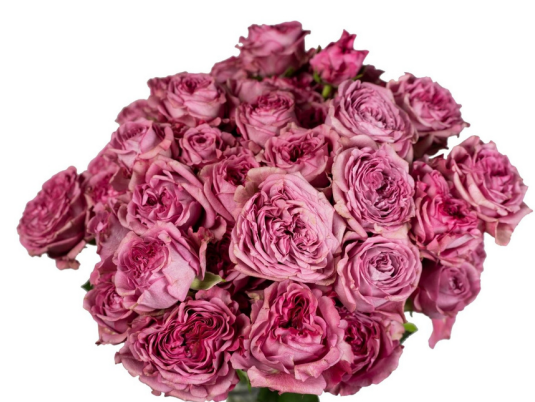 Garden Spray Rose Hype 40 A1 FRESH EXCHANGE FZCO KE comprar al por mayor en M-Flowers