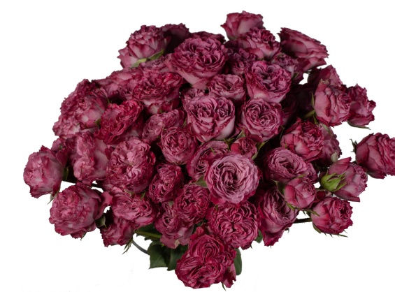 Garden Spray Rose Olesya 40 A1 FRESH EXCHANGE FZCO KE comprar al por mayor en M-Flowers