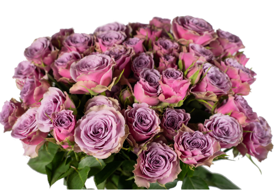 Garden Spray Rose Purple Sky 40 A1 FRESH EXCHANGE FZCO KE comprar al por mayor en M-Flowers