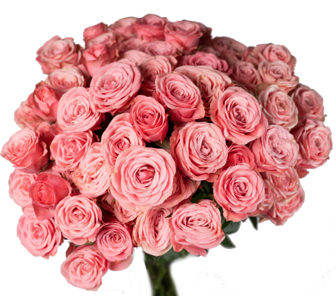Garden Spray Rose Dionne 40 A1 FRESH EXCHANGE FZCO KE comprar al por mayor en M-Flowers
