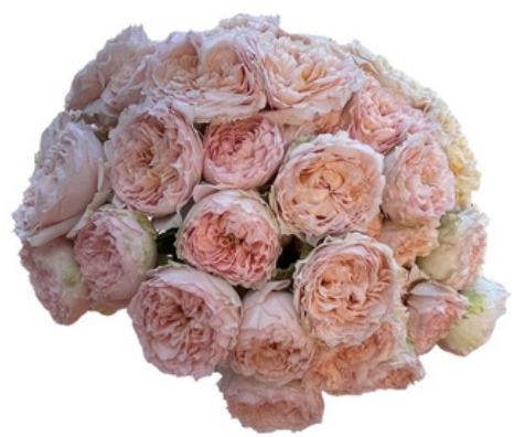 Garden Spray Rose Julieta Honey 50 A1 MUMIFLORA LTD T/A BARAKA ROSES KE buy wholesale on M-Flowers