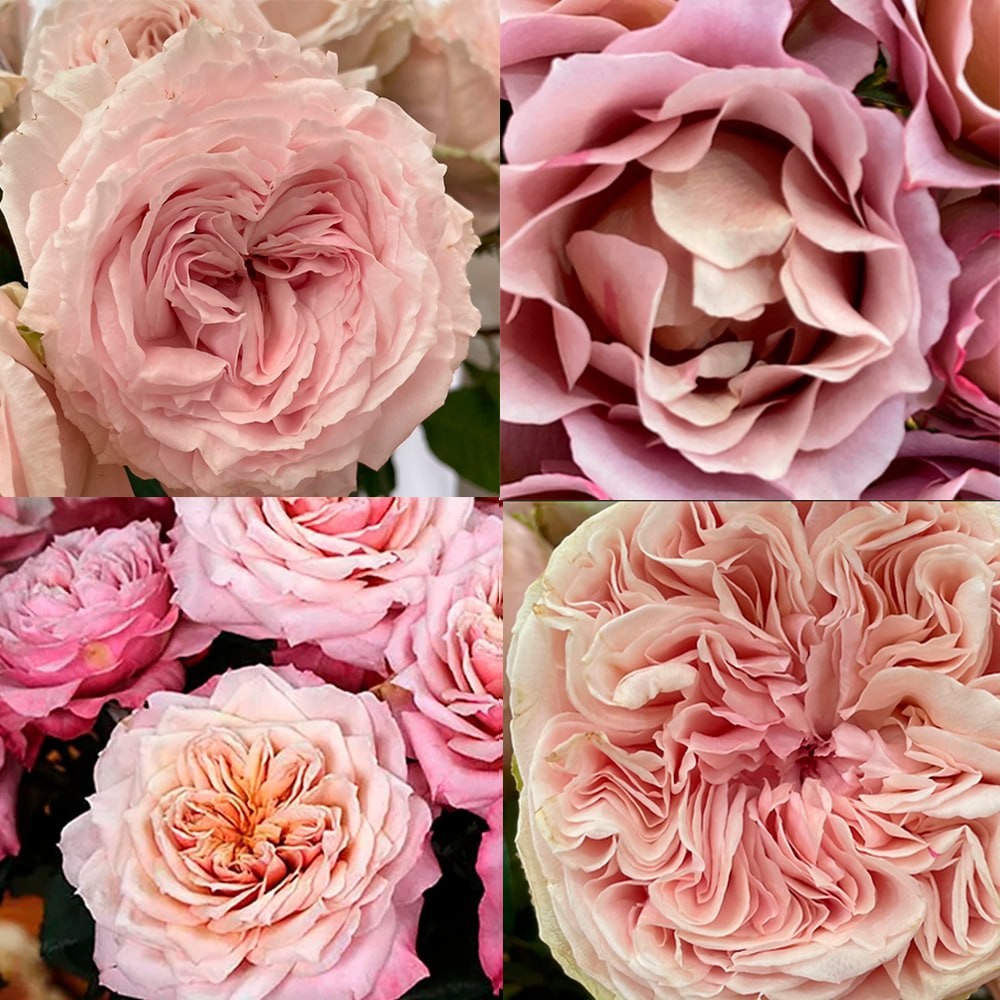 Garden Rose Wabara Mix multicolor 50 A1 FRESH EXCHANGE FZCO Kenya buy wholesale on M-Flowers