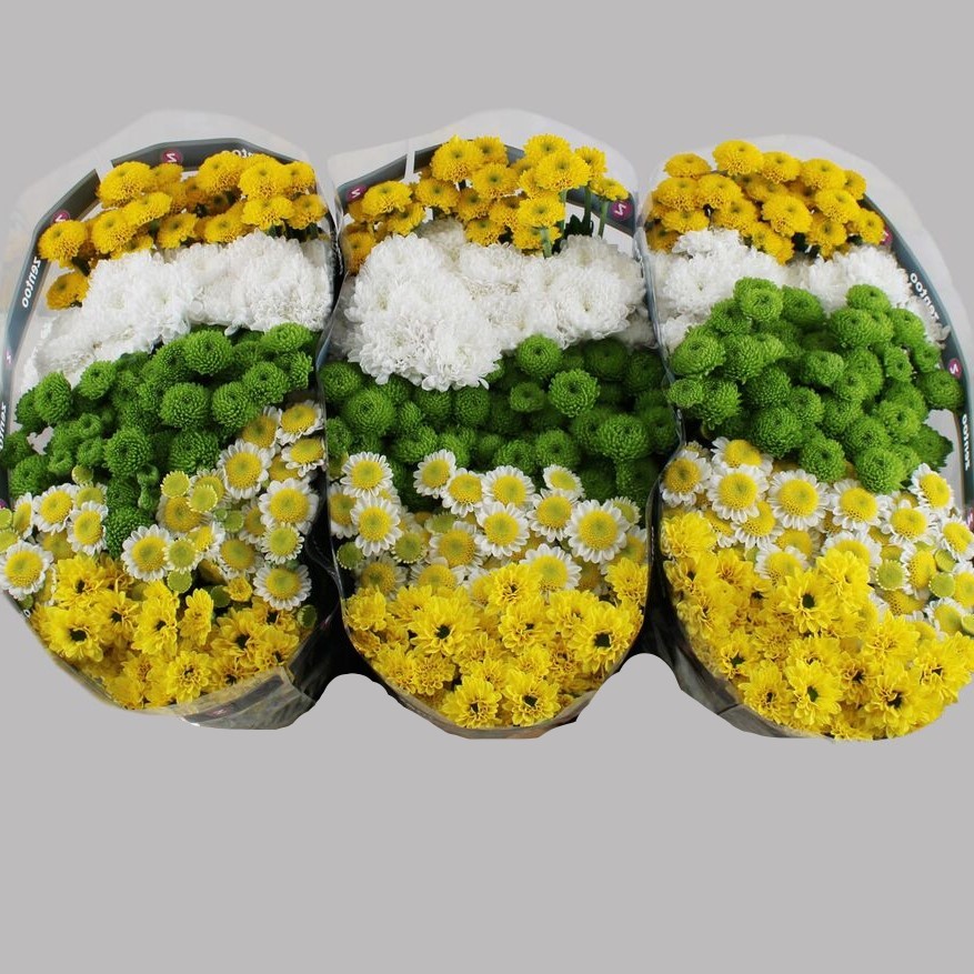Chr San Mix Sunny 55 A1 Zentoo NL comprar al por mayor en M-Flowers