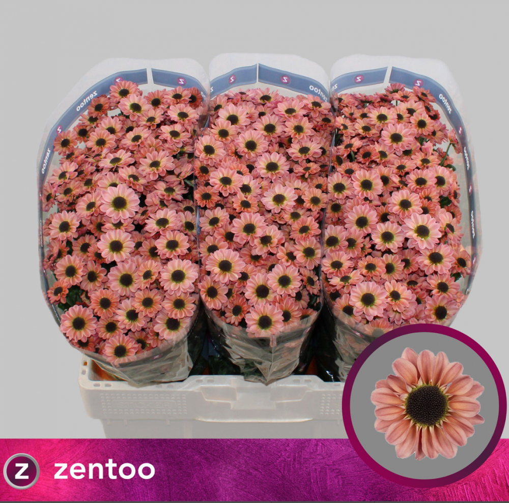 Chr San Yin Yang Smokey peach 55 A1 Zentoo Netherlands buy wholesale on M-Flowers