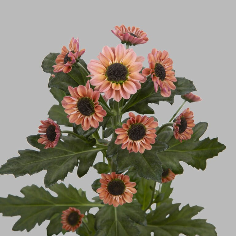 Chr San Yin Yang Smokey peach 55 A1 Chr San Yin Yang Smokey 55 A1 Zentoo NL comprar al por mayor en M-Flowers