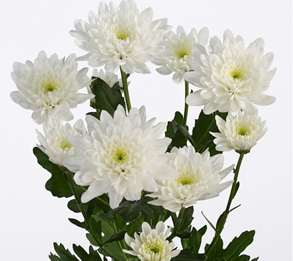 Chr t Baltica Aproved Light 70 A1 Beyond NL buy wholesale on M-Flowers