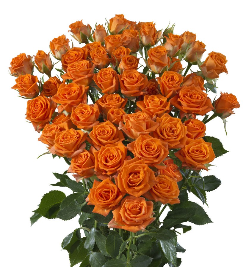 Spray roses Picanto 40 A1 SIAN ROSES KE купить оптом на M-Flowers