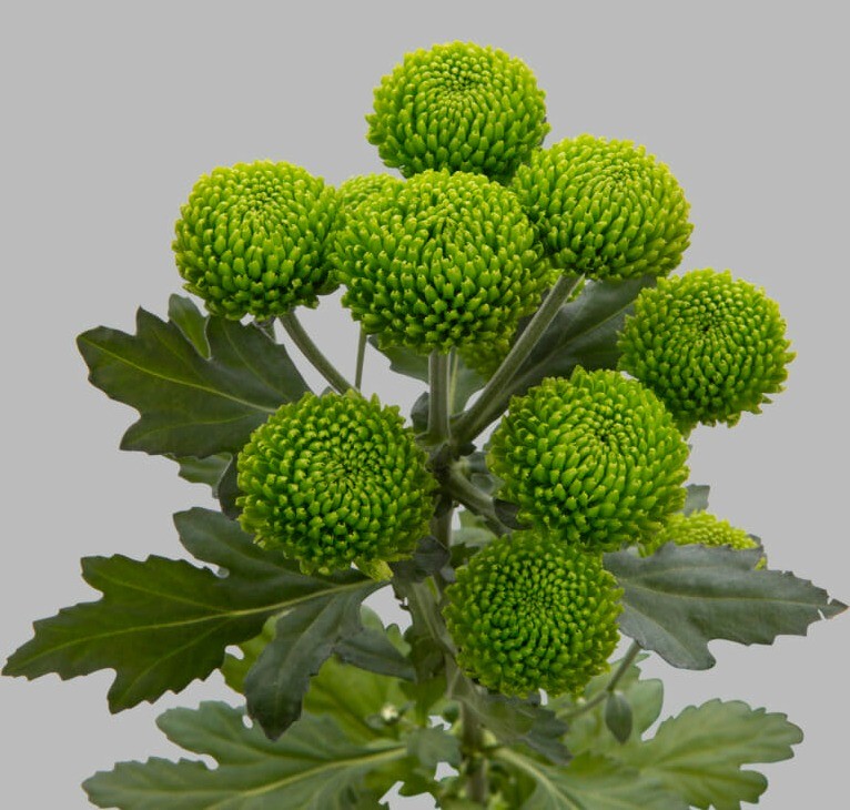 Chr t Deligreen green 70 A1 Linflowers Netherlands buy wholesale on M-Flowers