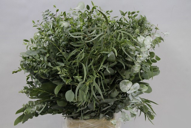 Eucalyptus Mix green 40 A1 GOLDEN TULIP FARMS LTD Kenya buy wholesale on M-Flowers