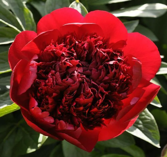 Peonies Red Charm 50 A1 Groot & groot NL buy wholesale on M-Flowers