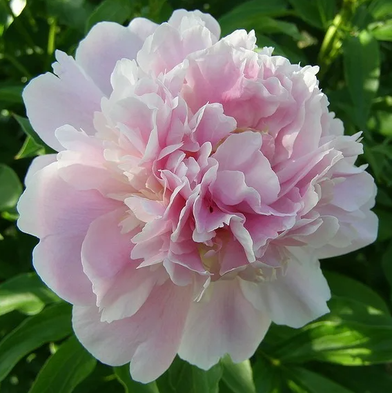 Peonies Catherine Fontaine 60 A1 My Peony NL buy wholesale on M-Flowers