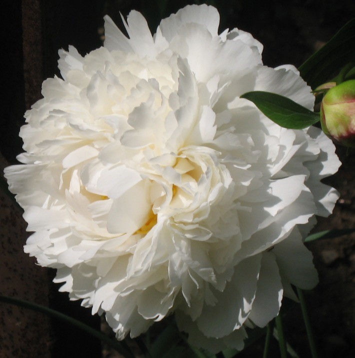 Peonies Bowl of Cream 55 A1 My Peony NL buy wholesale on M-Flowers