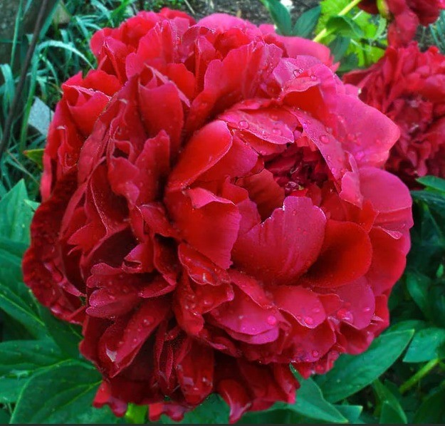 Peonies Henry Bockstoce 55 A1 My Peony NL buy wholesale on M-Flowers