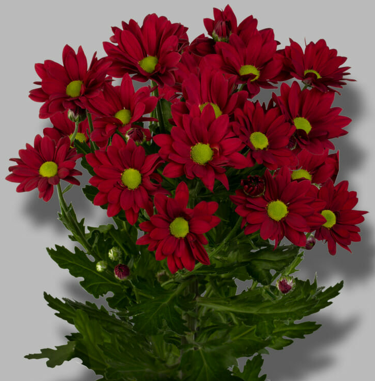 Chr t Ruby Star red 70 A1 Chr t Ruby Star 70 A1 Zentoo NL comprar al por mayor en M-Flowers