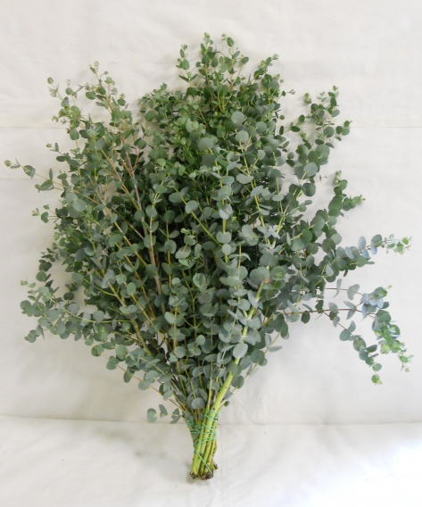 Eucalyptus Gunnii 70 A1 Best Greens NL buy wholesale on M-Flowers