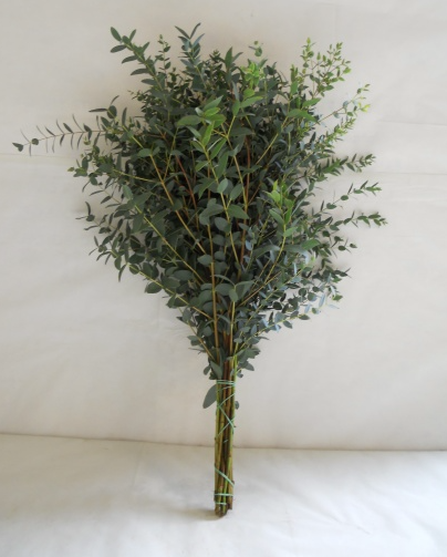 Eucalyptus Parvifolia 70 A1 Best Greens NL buy wholesale on M-Flowers