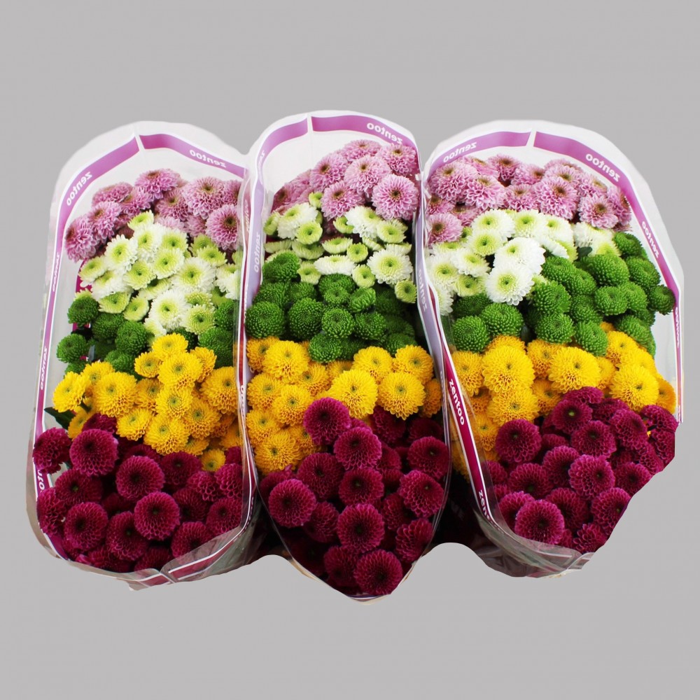 Chr San Mix Pompon 55 A1 Zentoo NL buy wholesale on M-Flowers