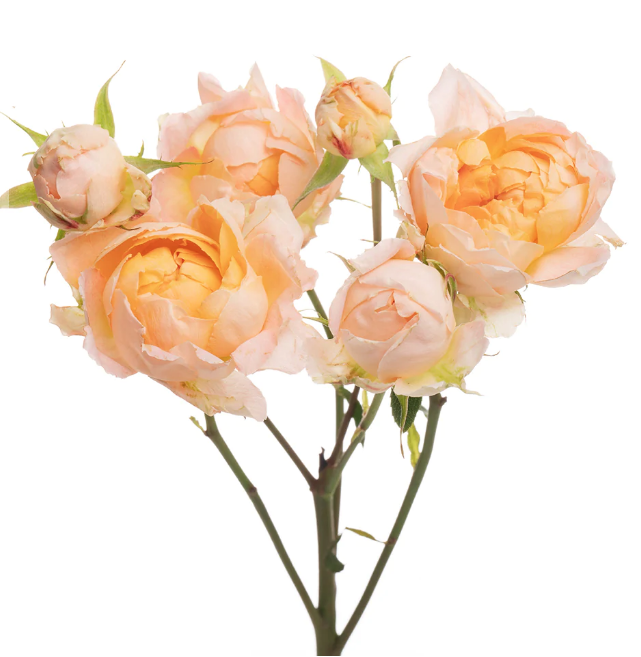 Spray roses Princess Aiko 50 A1 TAMBUZI LTD KE comprar al por mayor en M-Flowers