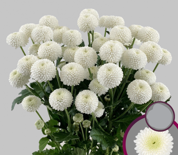 Chr t Newton 70 A1 Zentoo NL buy wholesale on M-Flowers