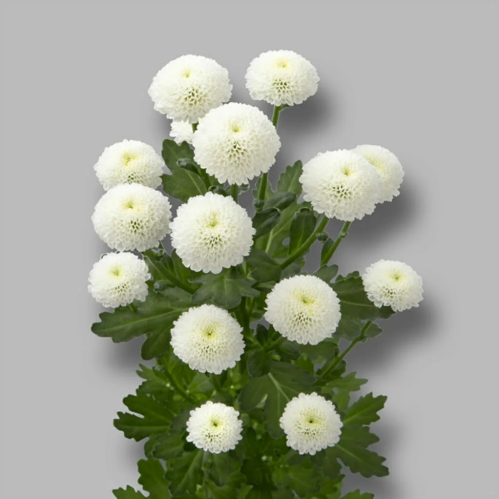 Chr t Newton 70 A1 Zentoo NL buy wholesale on M-Flowers