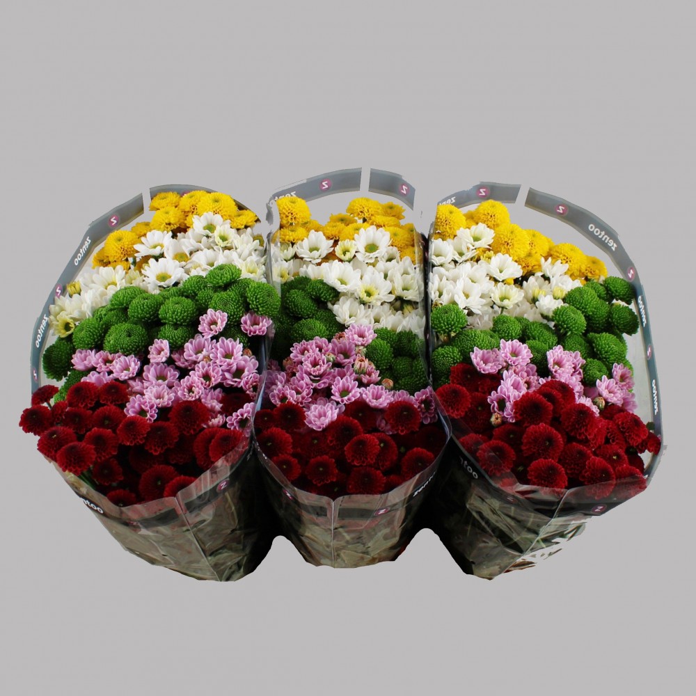 Chr San Mix Wild 55 A1 Zentoo NL buy wholesale on M-Flowers