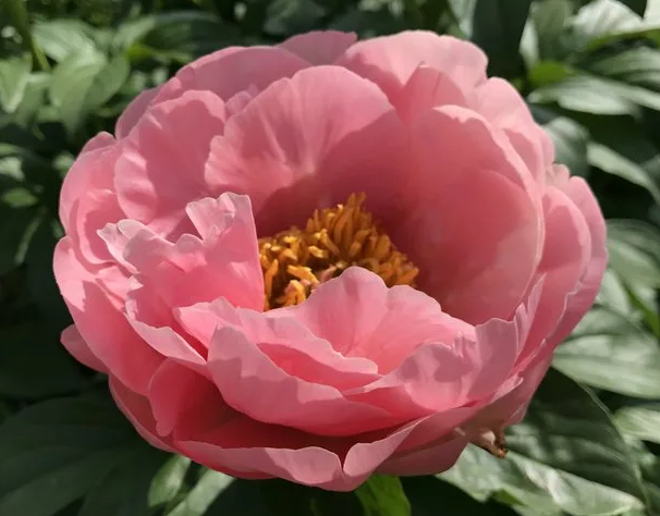 Peonies Salmon Chiffon 50 A1 Groot & groot NL buy wholesale on M-Flowers