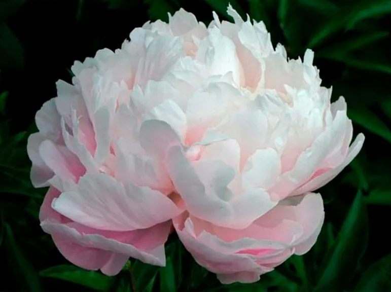 Peonies Odile light-pink 55 A1 Peonies Odile 55 A1 My Peony NL buy wholesale on M-Flowers