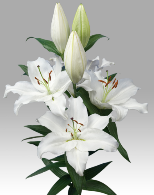 Li Or Severn 5+ white 95 A1 Li Or Severn 5+ 95 A1 Qualily NL buy wholesale on M-Flowers