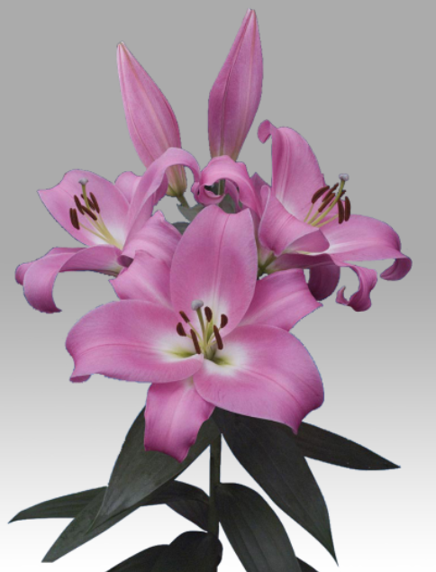 Li Or Tabledance 5+ pink 95 A1 Decorum Netherlands buy wholesale on M-Flowers