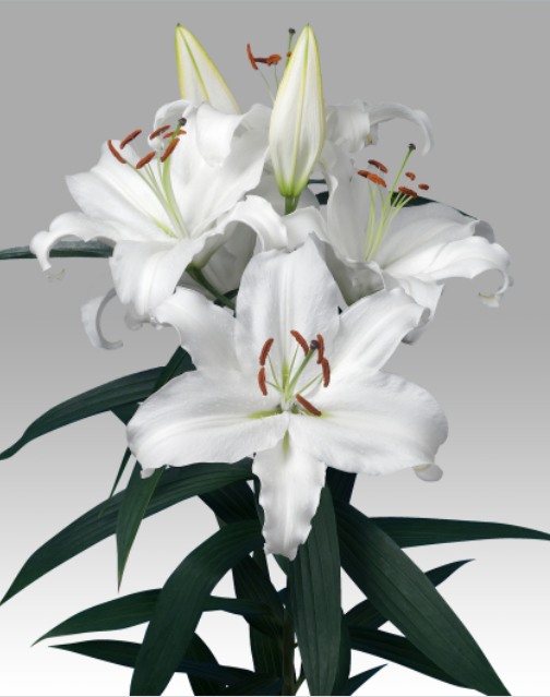 Li Or Universe 5+ white 95 A1 Decorum Netherlands buy wholesale on M-Flowers