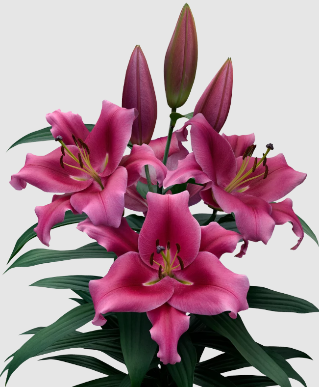 Li Ot Dalian 5+ dark-pink 100 A1 Decorum Netherlands купить оптом на M-Flowers