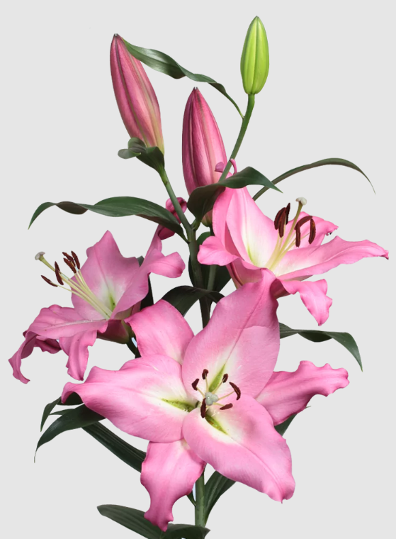 Li Ot Albareto 4+ pink 100 A1 Qualily Netherlands buy wholesale on M-Flowers