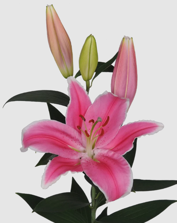 Li Or Marlon 4+ pink 90 A1 Qualily Netherlands buy wholesale on M-Flowers
