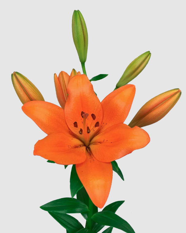 li la Sunderland 4+ orange 90 A1 li la Sunderland 4+ 90 A1 Qualily NL купить оптом на M-Flowers