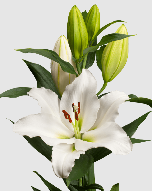 Li Or Tourega 5+ white 90 A1 Li Or Tourega 5+ 90 A1 Qualily NL buy wholesale on M-Flowers