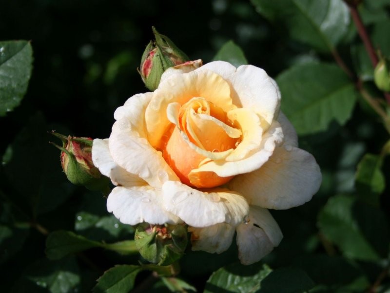 Rose Caramel peach 50 A1 Rose Caramel 50 A1 JASON FLOWERS EC buy wholesale on M-Flowers