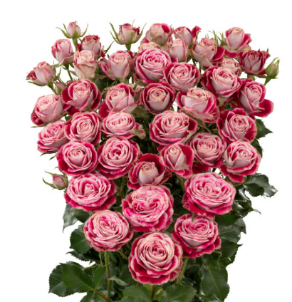 Spray roses Impressionist multicolor 50 A1 Tambuzi Limited Kenya buy wholesale on M-Flowers