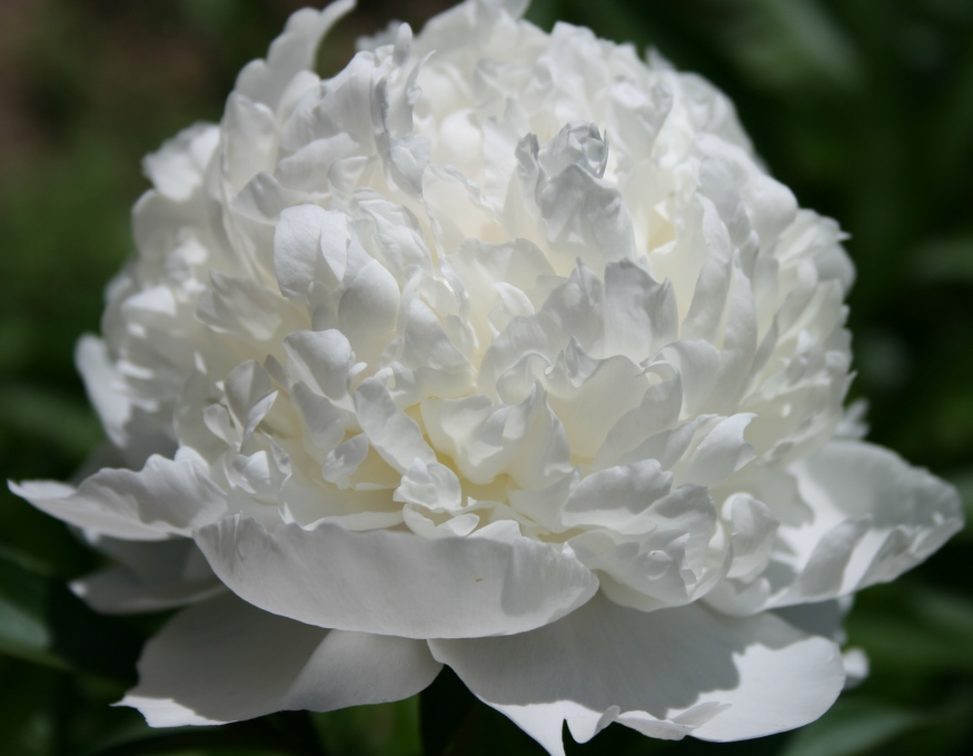 Peonies Madame Claude Tain white 45 A1 My Peony Netherlands купить оптом на M-Flowers