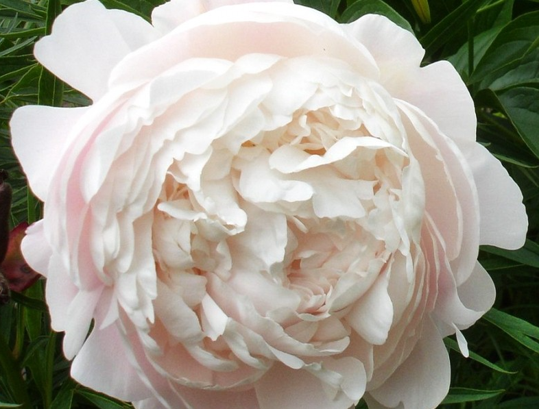 Peonies Mother Of Choice light-pink 55 A1 My Peony Netherlands buy wholesale on M-Flowers