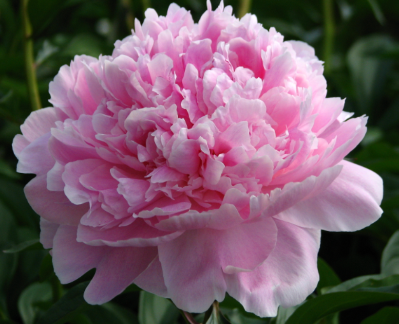 Peonies Reine Hortense light-pink 55 A1 Peonies Reine Hortense 55 A1 My Peony NL buy wholesale on M-Flowers