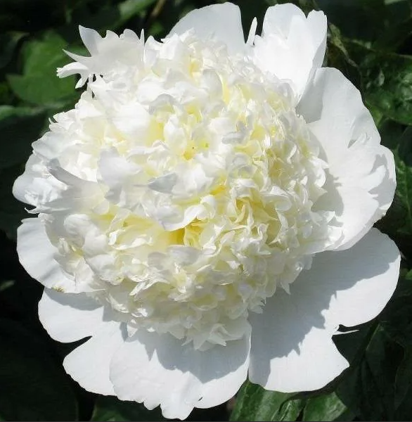 Peonies Bridal Shower white 55 A1 Peonies Bridal Shower 55 A1 My Peony NL buy wholesale on M-Flowers