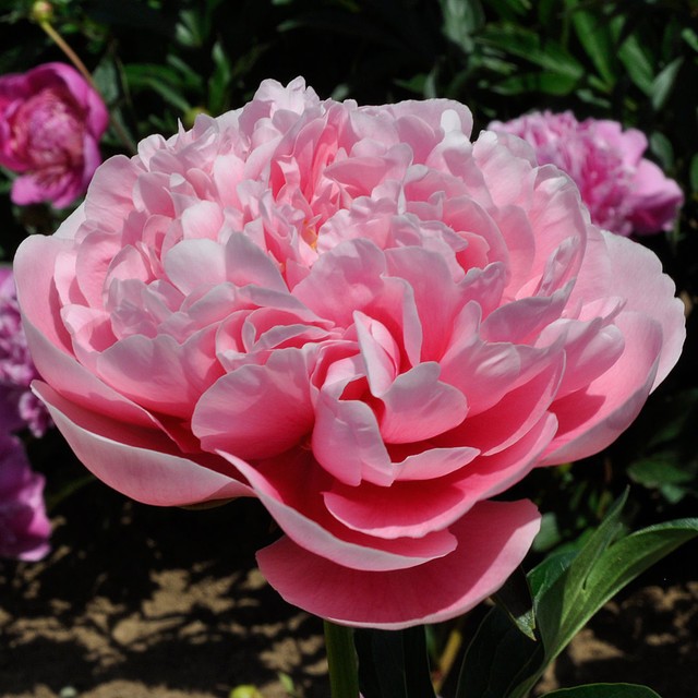 Peonies Etched Salmon pink 60 A1 My Peony Netherlands buy wholesale on M-Flowers