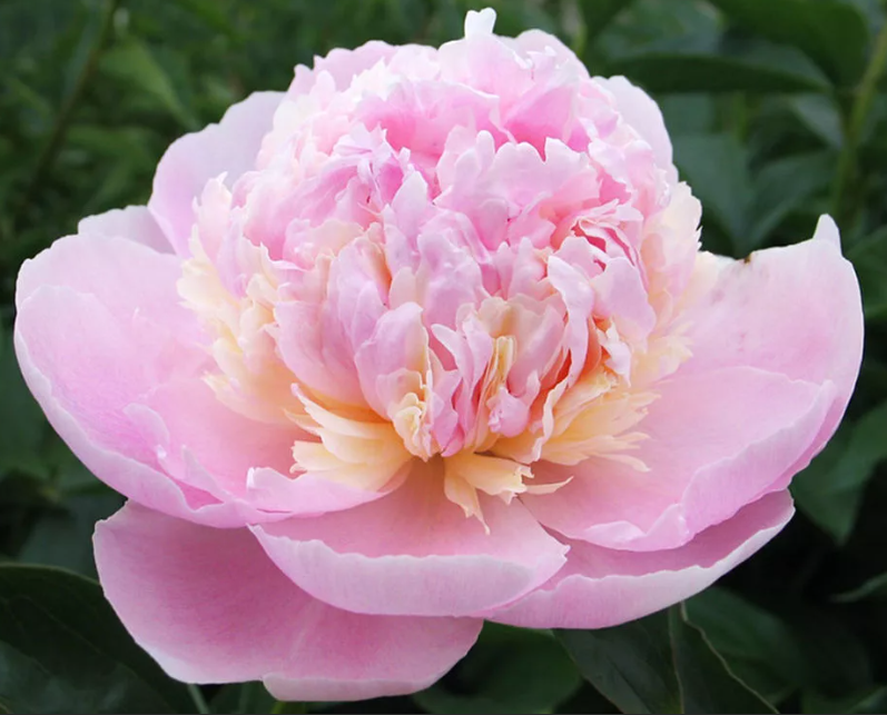 Peonies Angel Cheeks light-pink 55 A1 Groot & groot Netherlands comprar al por mayor en M-Flowers