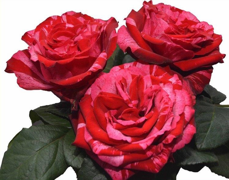 Garden Rose Frou-Frou multicolor 40 A1 FRESH EXCHANGE FZCO Kenya buy wholesale on M-Flowers